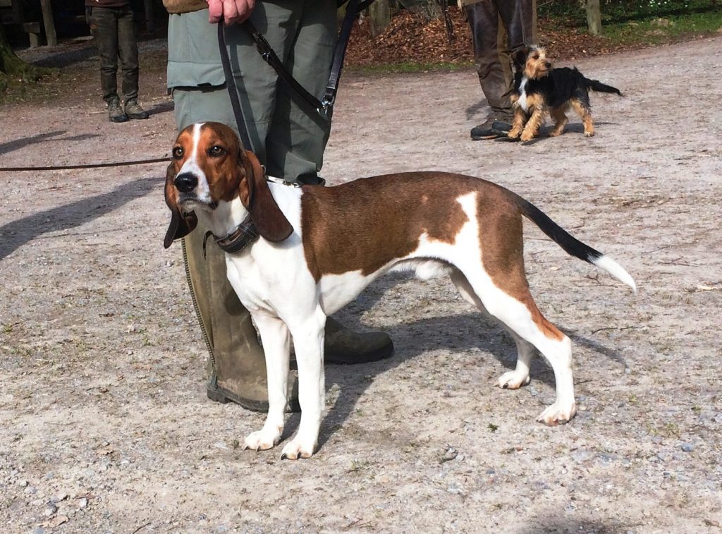 Training a Schweizerischer Niederlaufhund dog alongside its owner.