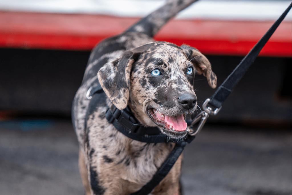 Catahoula Leopard Dog Compatibility with a Household Having Multiple Pets