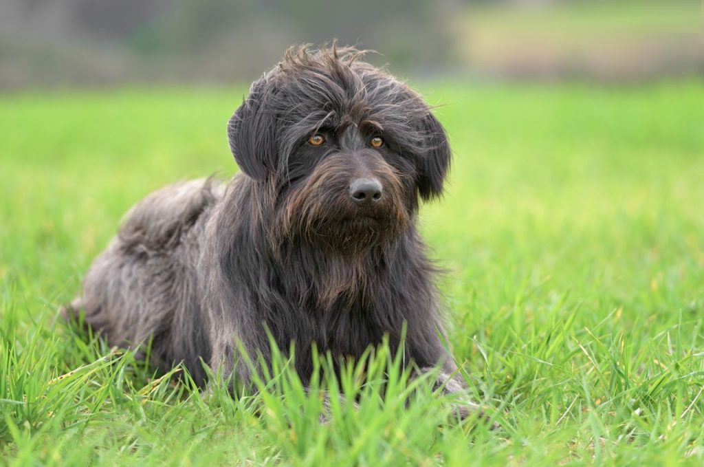 Catalan Sheepdog Dog Compatibility with a Household Having Multiple Pets