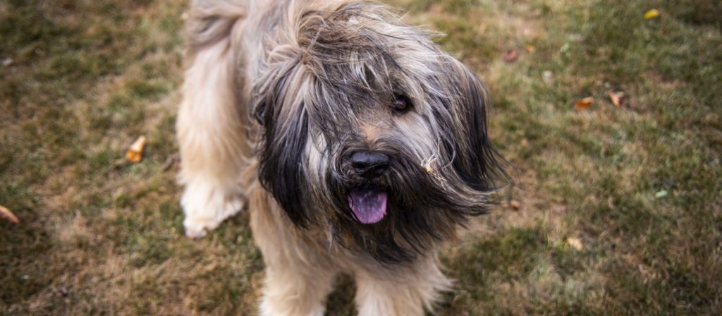 Catalan Sheepdog Dog Intensity of Playful Behavior