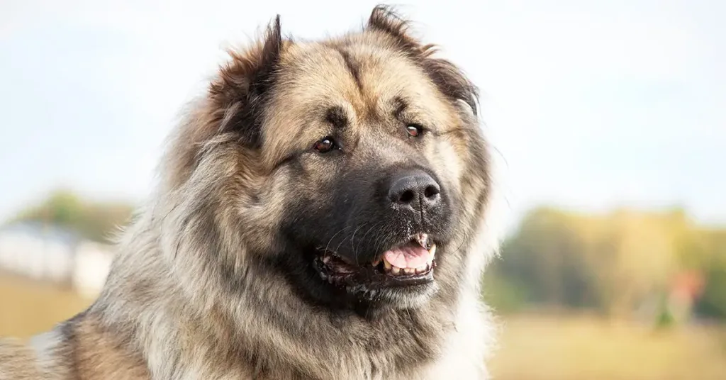 Caucasian Shepherds: Everything You Need To Know