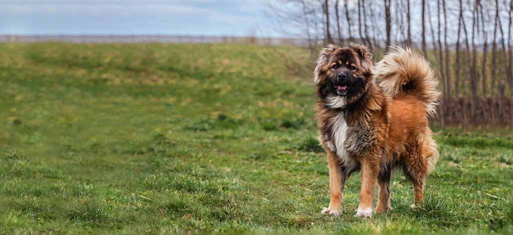 Caucasian Ovcharka Dog Breathing in fresh air contributes to overall well-being