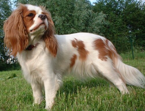 Spaniels – Common traits and Pet Suitability