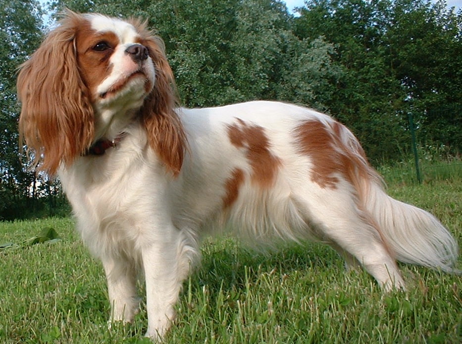 Spaniels - Common traits and Pet Suitability