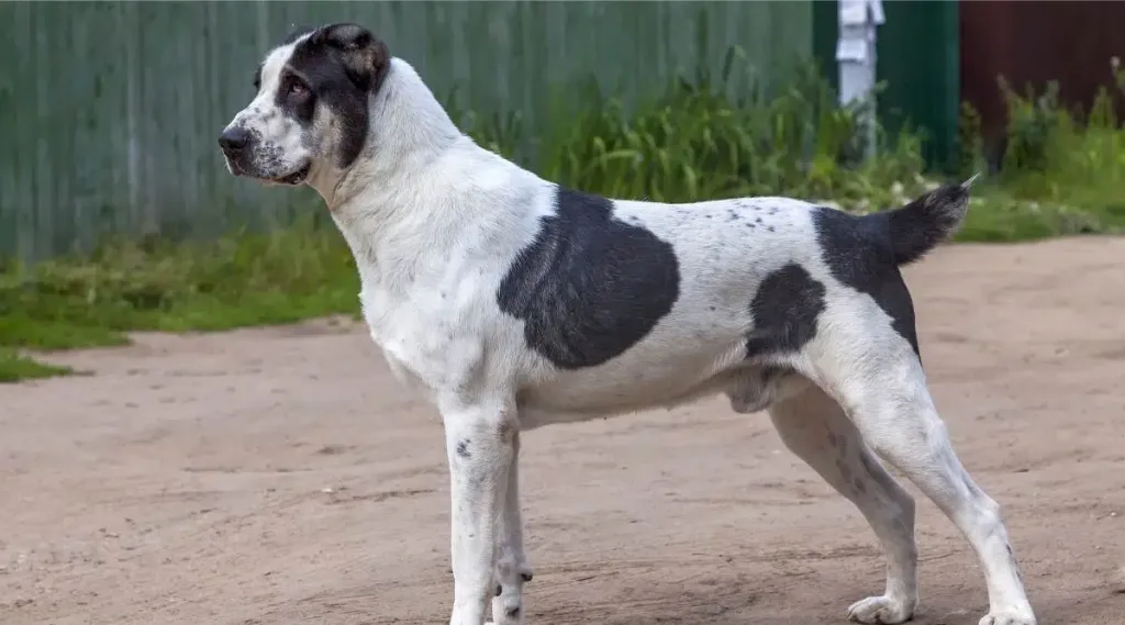 Central Asian Shepherd Dog Prepared for walk exercise
