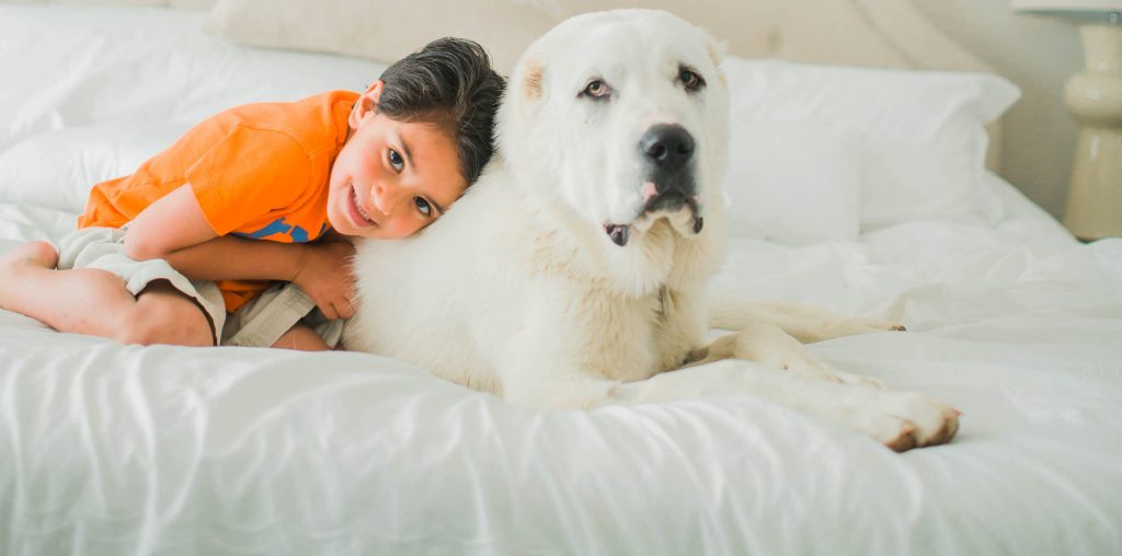 Akbash Dog sitting on bed with child