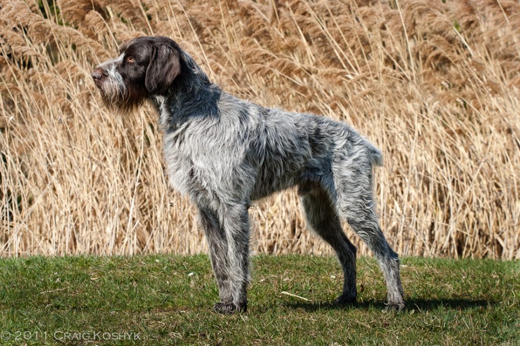 Cesky Fousek Dog Breathing in fresh air contributes to overall well-being