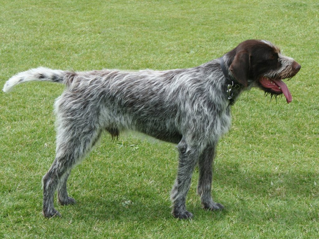 Cesky Fousek Dog Ready for the training session