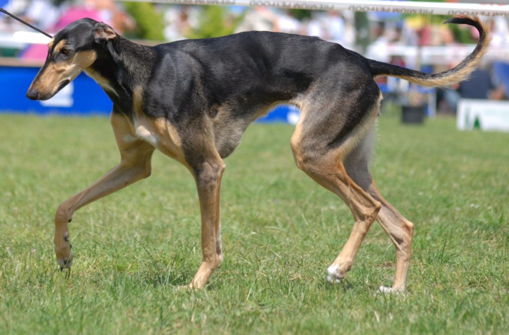 Polish Greyhound Dog walk exercise