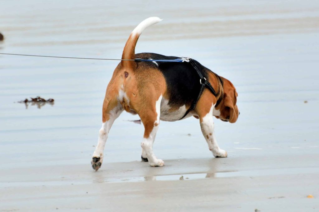 artois hound dog on beach