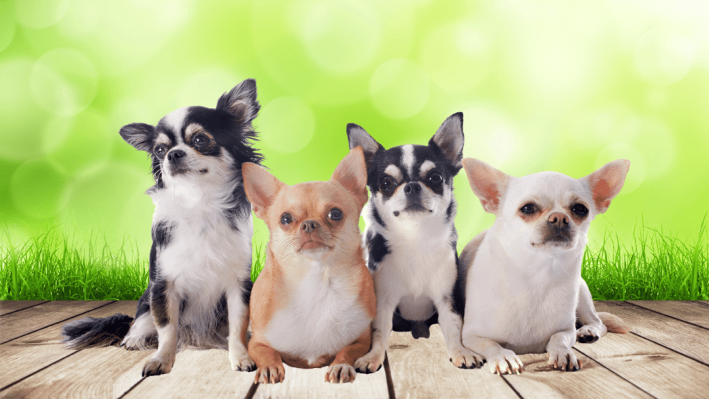 Chihuahua Dog four different colours different shapes