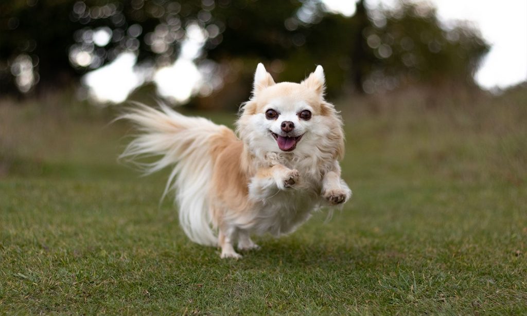 Chihuahua Dog running exercise