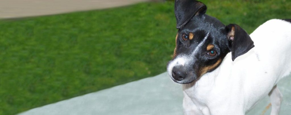 Chilean Terrier Dog Intensity of Playful Behavior