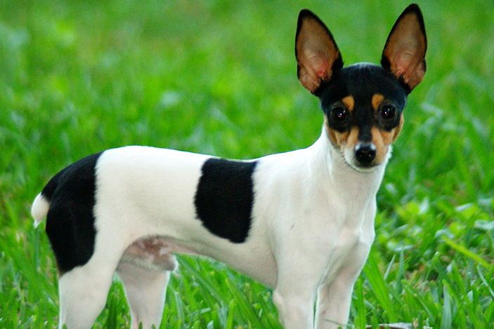 Chilean Terrier Dog Breed Information