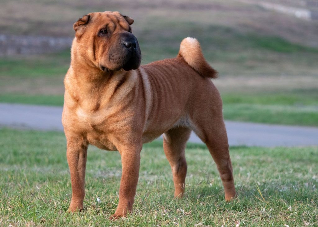 Chinese Shar-Pei Dog Breathing in fresh air contributes to overall well-being