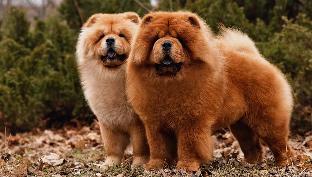 Long Haired Chow Chow Dog two different colours