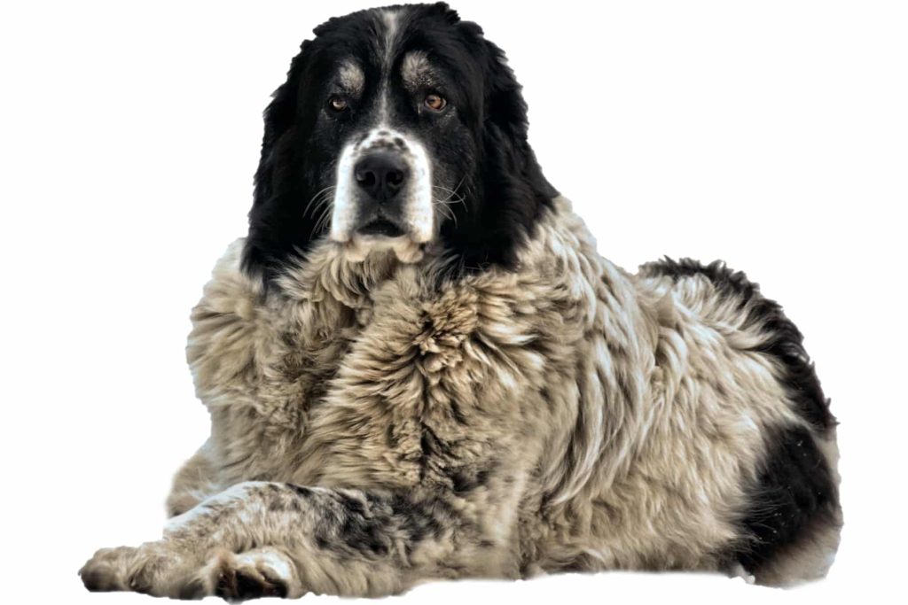 Fur Length and Colour Bucovina Shepherd Dog