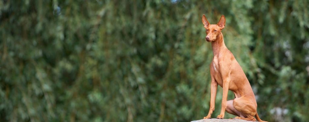 Cirneco dell'Etna Dog Breathing in fresh air contributes to overall well-being