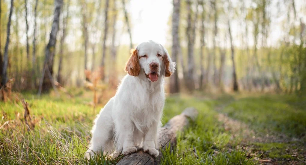 Clumber Spaniel Dog Breed Profile – Top Dog Tips