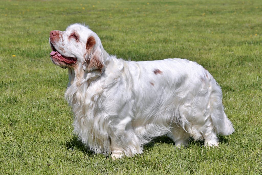 Clumber Spaniel: Dog Breed Characteristics & Care