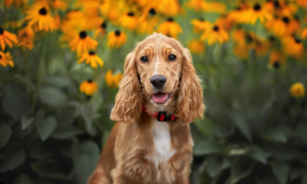English Cocker Spaniel Dog Inhaling clean air enhances overall health