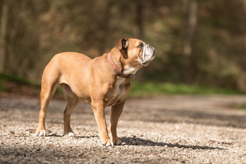Continental bulldog Dog Breed Information