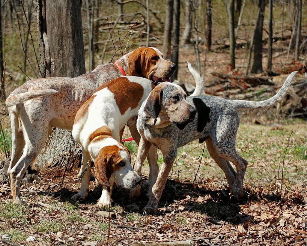 American English Coonhound Dog 3 different colours
