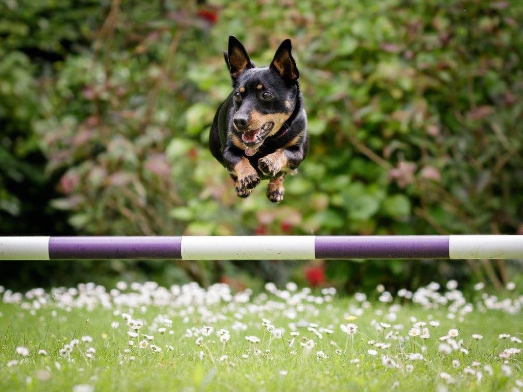Lancashire Heeler Dog training on play ground