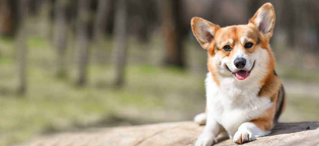 Cardigan Welsh Corgi Dog Intensity of Playful Behavior