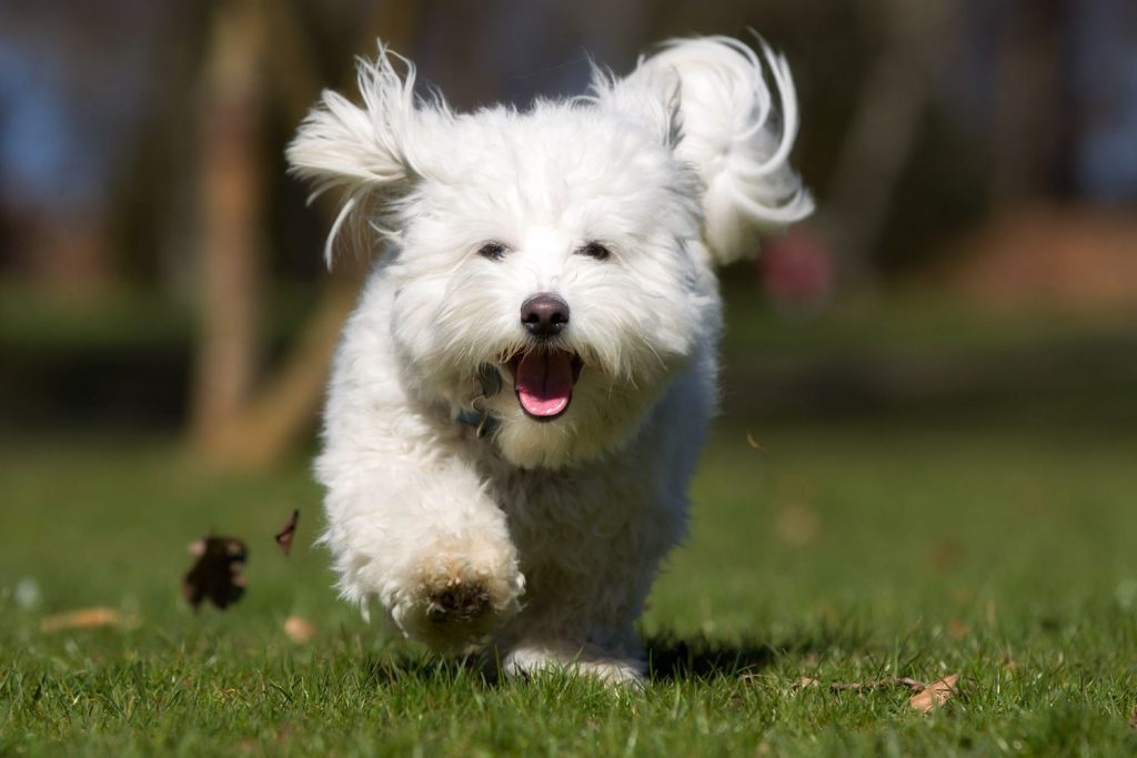 Coton de Tuléar Dog running exercise