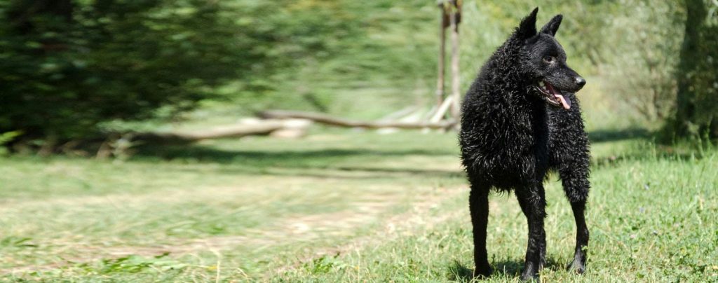 Croatian Sheepdog Dog Approachability with New Faces