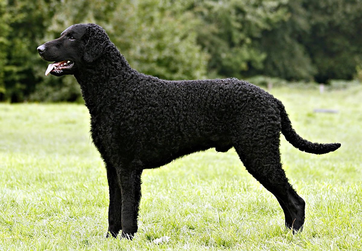 Curly Coated Retriever Dog Breed Information