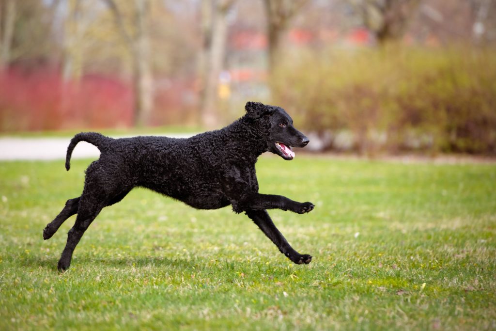 Curly Coated Retriever Dog running exercise