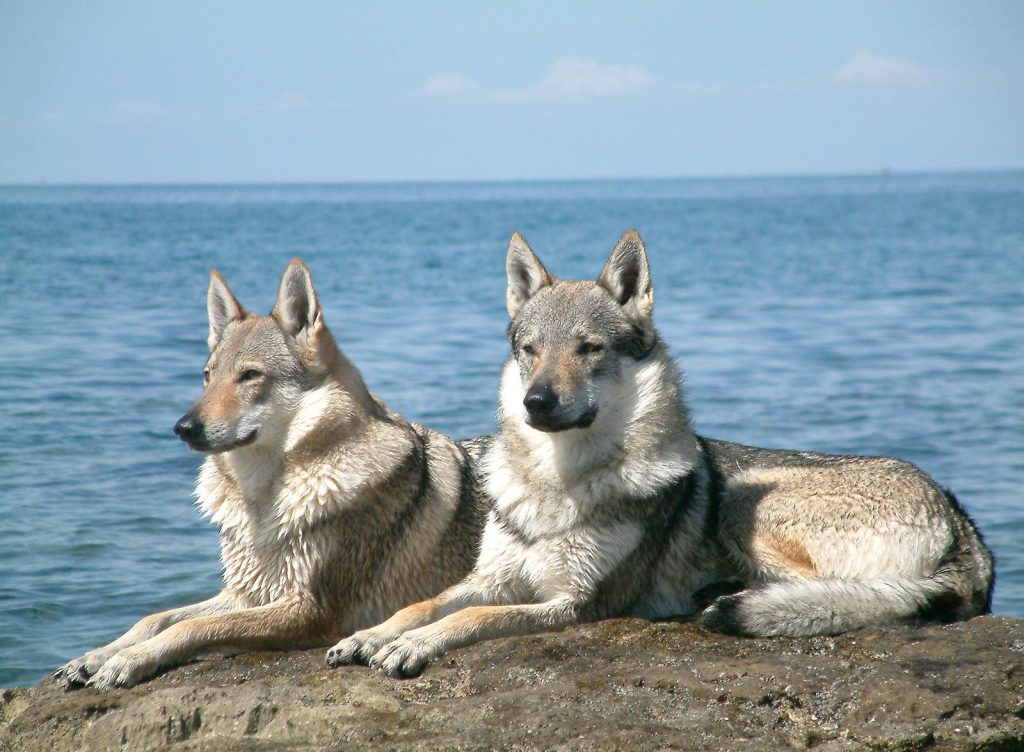 Czechoslovakian Wolfdog Inhaling clean air enhances overall health