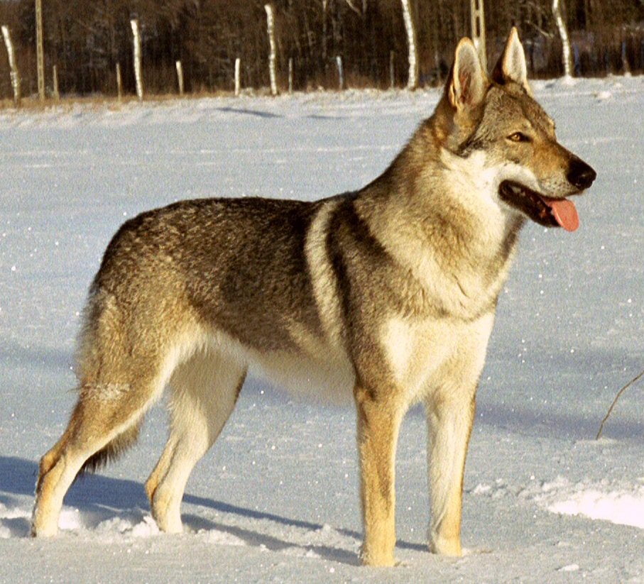 Czechoslovakian Wolfdog Dog Breed Information