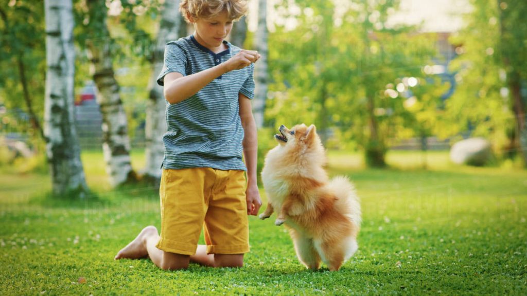 German Spitz Dog play with child