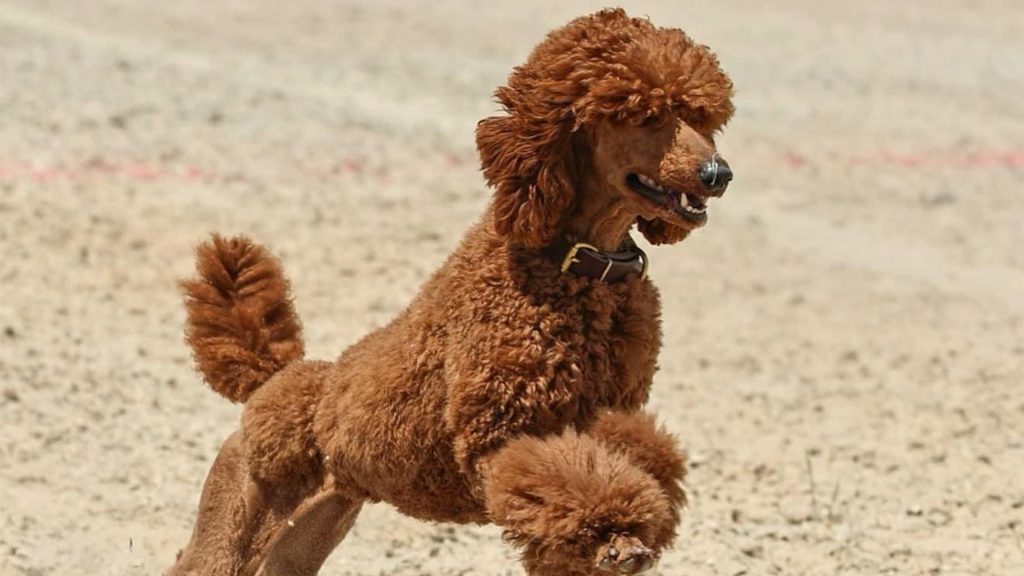 Poodle (Standard) Dog running exercise