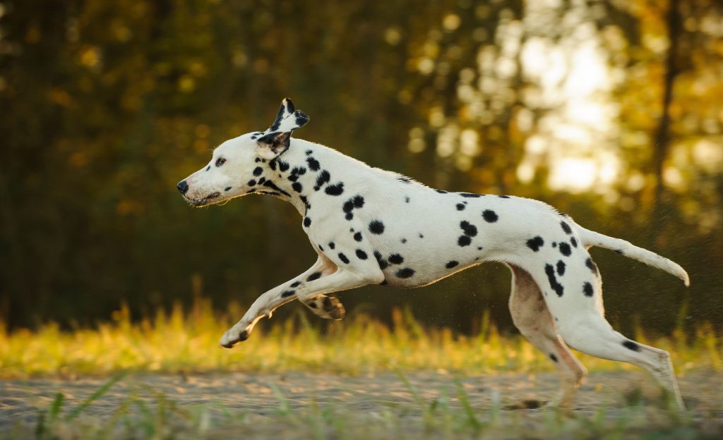 Dalmatian Dog running exercise