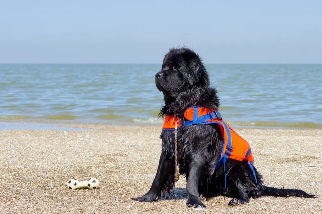 newfoundland dog training on beach