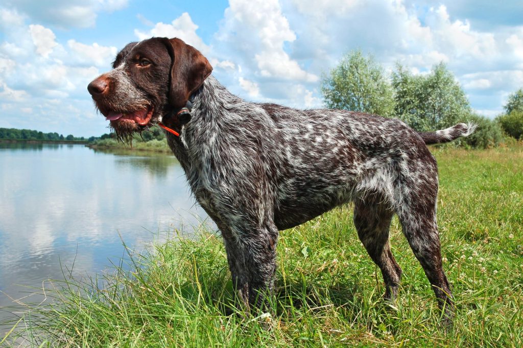 German Roughhaired Pointer Dog