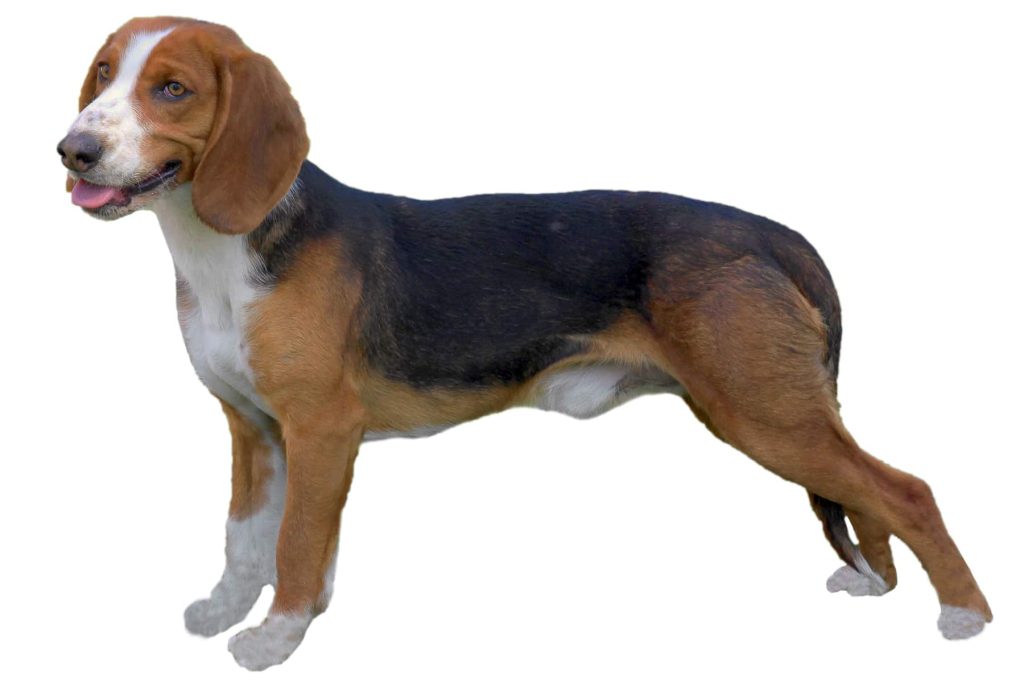 German Hound Dog size and appearance 