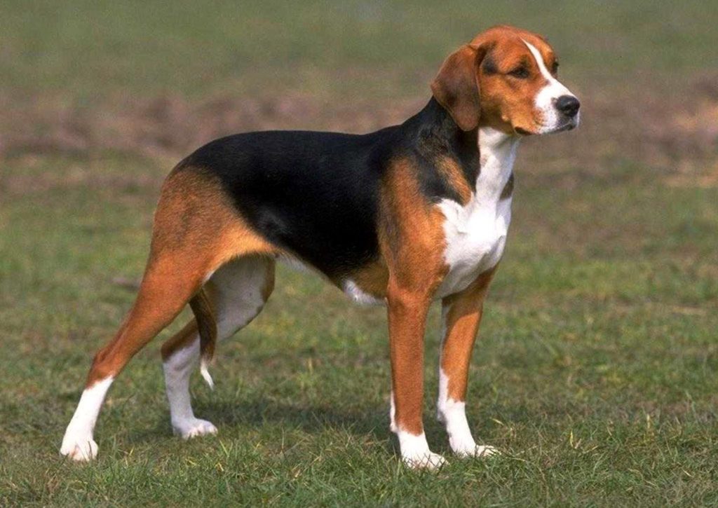 Deutsche Bracke Dog Complete and admirable physical appearance