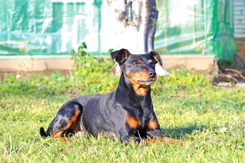German Pinscher Dog happy and healthy condition dog sitting on good environment