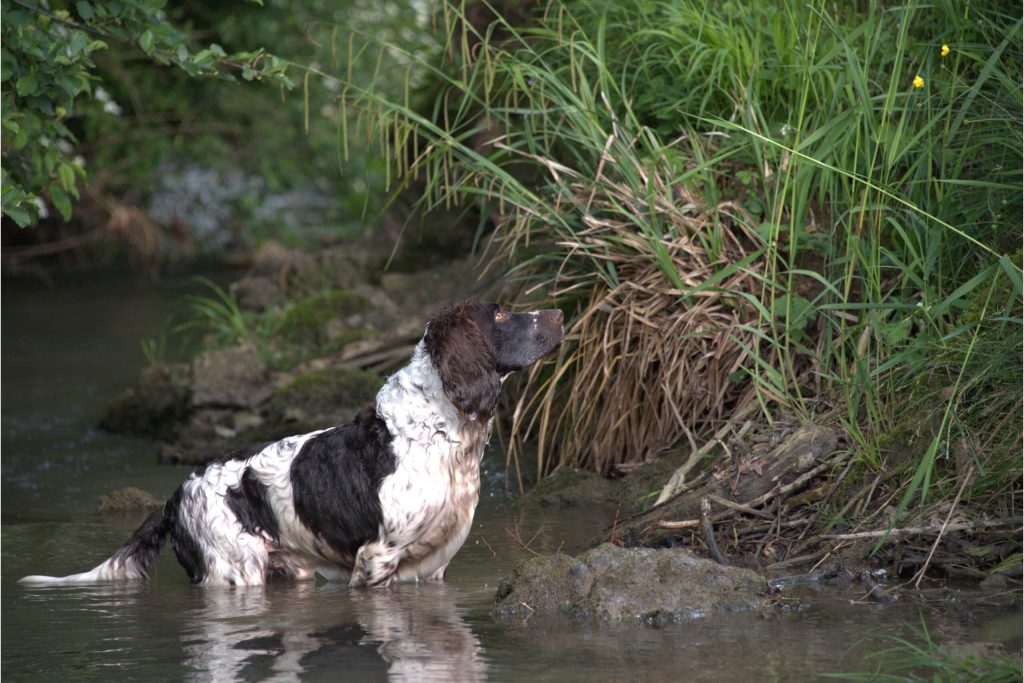 German Spaniel Dog execerise in water
