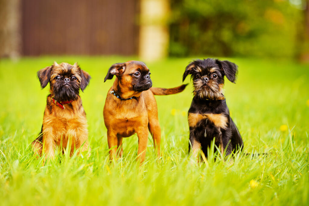 Brussels Griffon Dogs | Dog Breeds