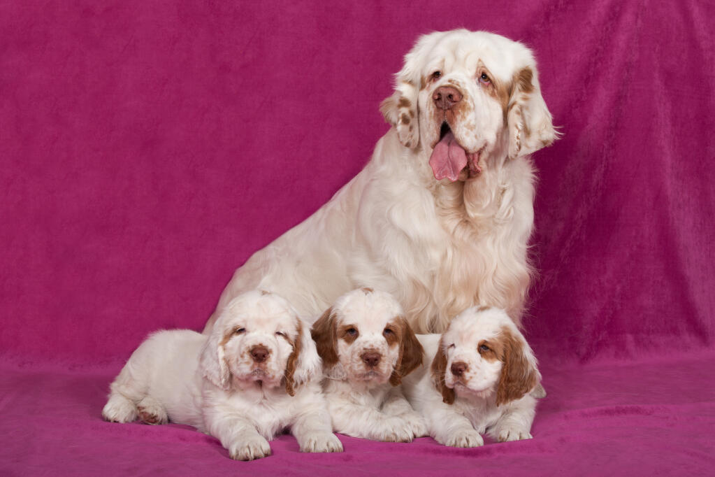 Clumber Spaniel Dogs | Dog Breeds