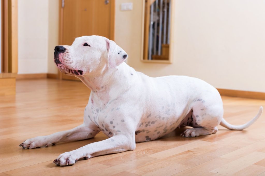 Dogo Argentino Dog Compatibility with a Household Having Multiple Pets