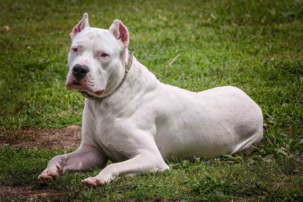 Dogo Argentino Dog Inhaling clean air enhances overall health
