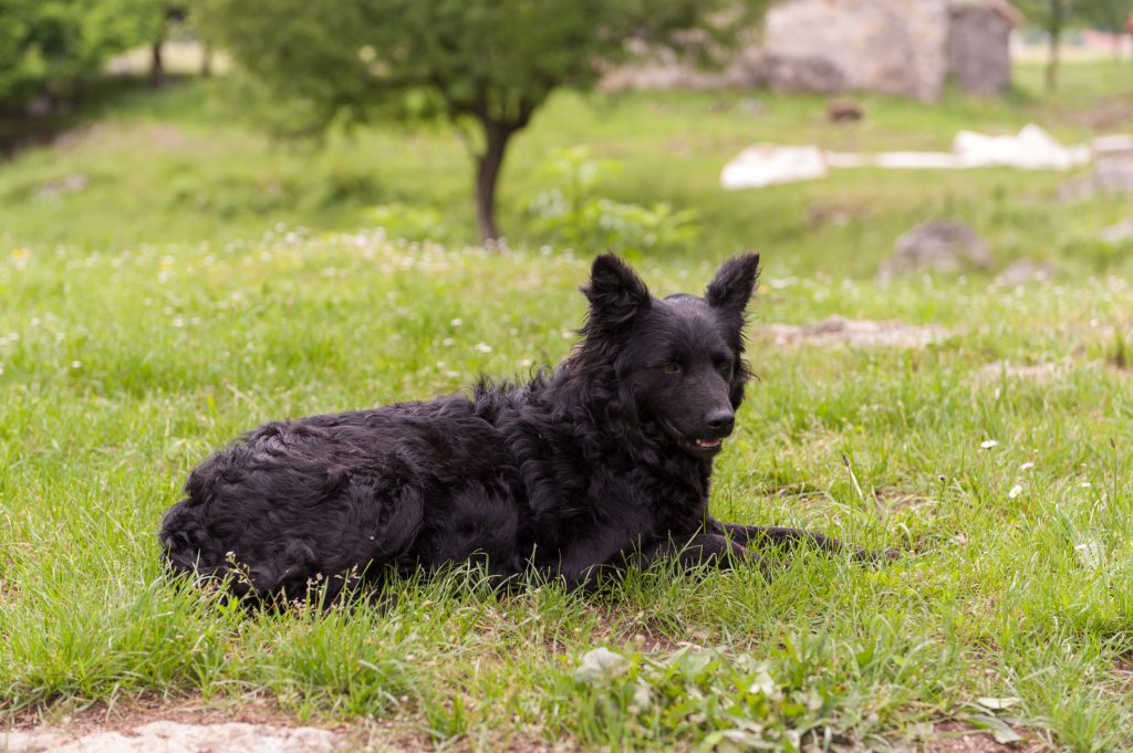 Croatian Sheepdog Dog Breathing in fresh air contributes to overall well-being