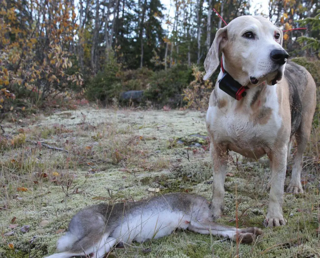 Dunker Dog hunting exercise